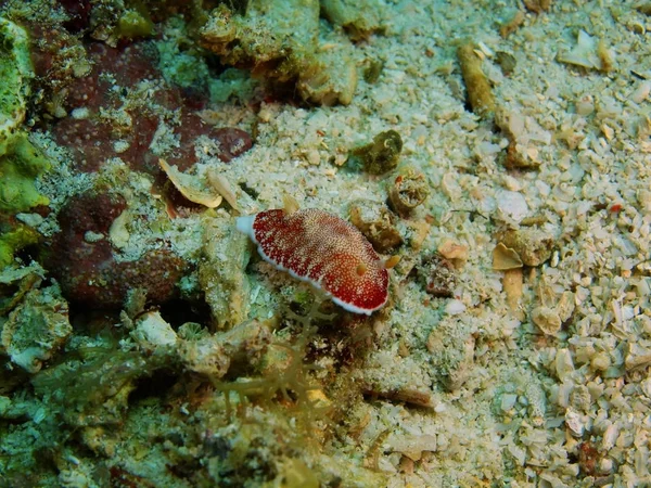 Sanna sea slug, Filippinerna, Luzon Island, Anilo — Stockfoto