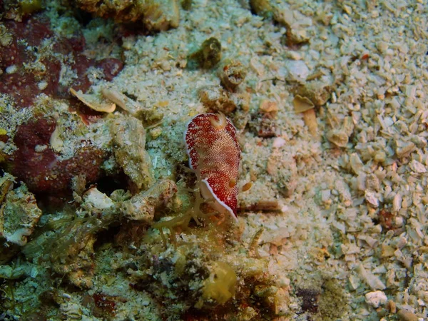 Verdadera babosa marina, Filipinas, Isla Luzón, Anilo — Foto de Stock