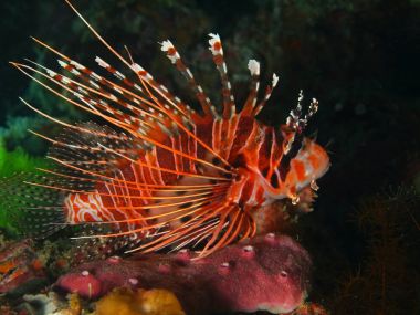 Scorpionfish, Filipinler, Luzon Adası, Anilo