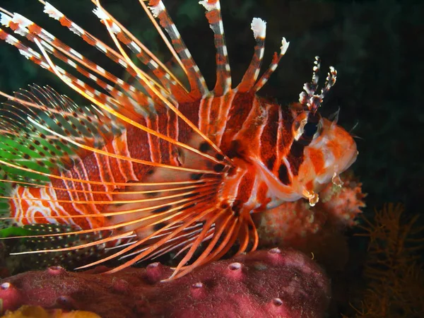 Scorpionfish, Filipinas, Ilha de Luzon, Anilo — Fotografia de Stock