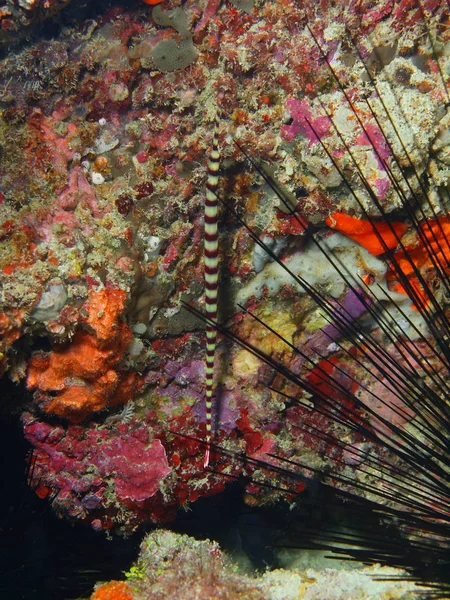 Pipefish, Filipinas, Ilha de Luzon, Anilo — Fotografia de Stock