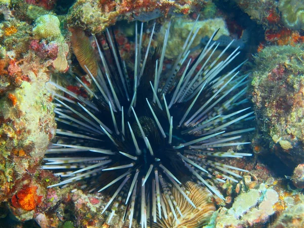 Mořský ježek, Filipíny, ostrov Luzon, Anilo — Stock fotografie