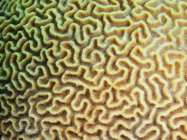 Stone coral, Philippines, Luzon Island, Anilo — Stock Photo, Image