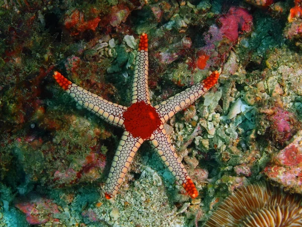 Étoile de mer, Philippines, île de Luçon, Anilo — Photo