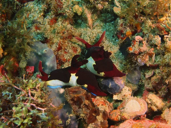 True sea slugs, Philippines, Luzon Island, Anilo — Stock Photo, Image