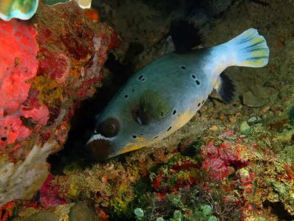 Boxfish, 필리핀, 루손 섬, Anilo — 스톡 사진