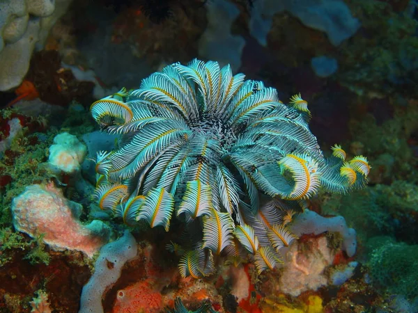 Crinoidea, Filippijnen, eiland Luzon, Anilo — Stockfoto