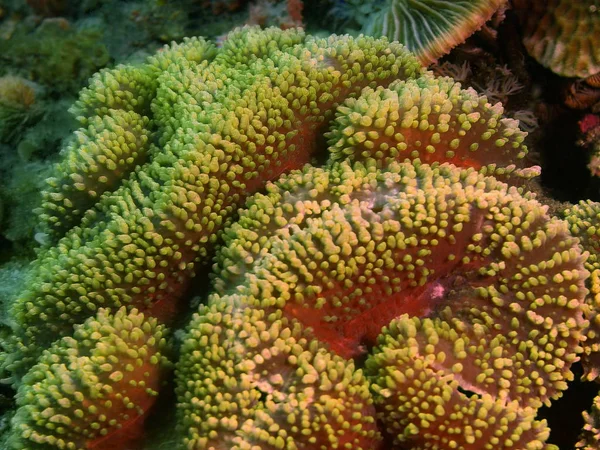 Corallo di pietra, Filippine, Isola di Luzon, Anilo — Foto Stock
