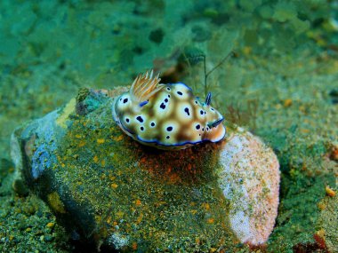 Gerçek deniz yaratığı, Filipinler, Luzon Adası, Anilo
