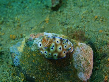 Gerçek deniz yaratığı, Filipinler, Luzon Adası, Anilo