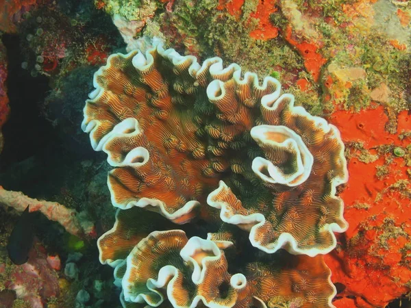 Stone coral, Philippines, Luzon Island, Anilo — Stock Photo, Image