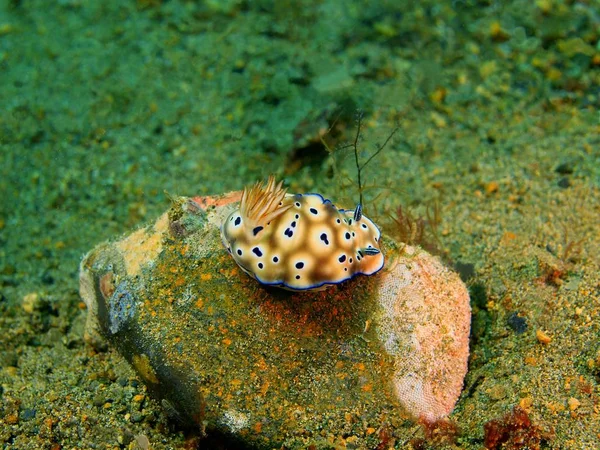 Gerçek deniz yaratığı, Filipinler, Luzon Adası, Anilo — Stok fotoğraf