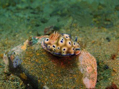 Gerçek deniz yaratığı, Filipinler, Luzon Adası, Anilo