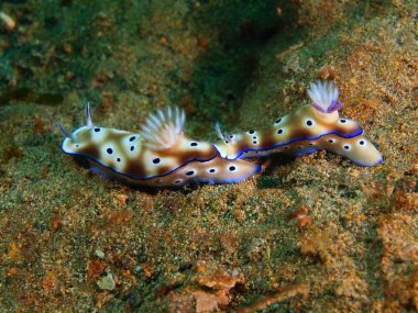 Gerçek deniz salyangozları, Filipinler, Luzon Adası, Anilo