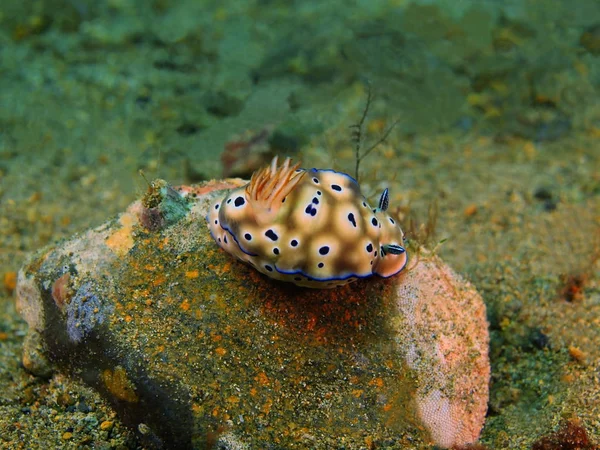 Gerçek deniz yaratığı, Filipinler, Luzon Adası, Anilo