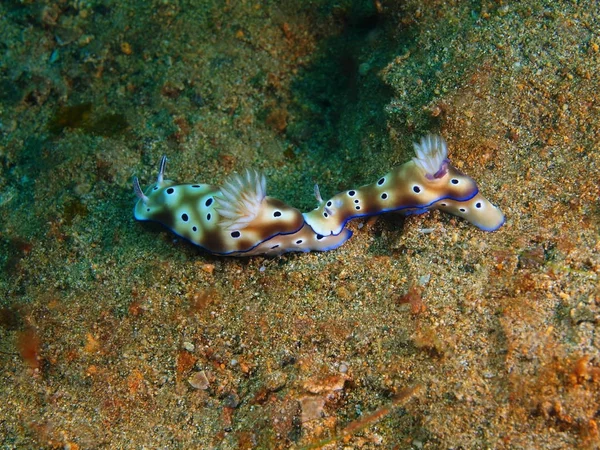 True sea slugs, Philippines, Luzon Island, Anilo — Stock Photo, Image