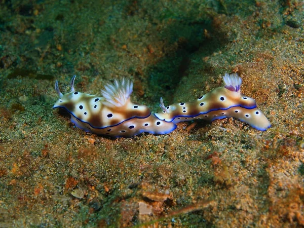 True sea slugs, Philippines, Luzon Island, Anilo — Stock Photo, Image