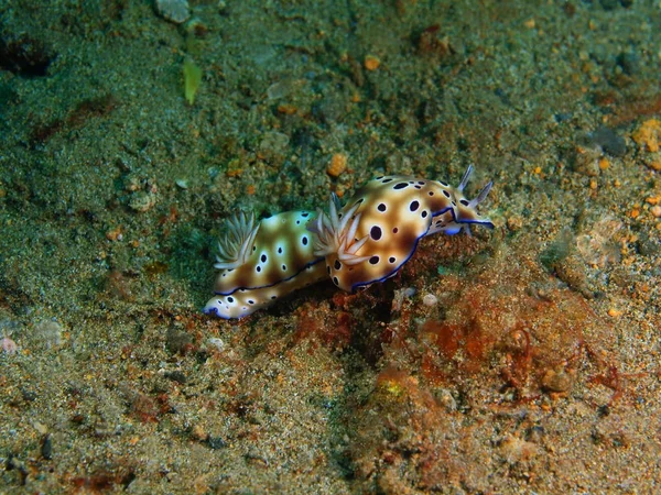 Verdaderas babosas marinas, Filipinas, Isla Luzón, Anilo — Foto de Stock