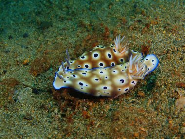 Gerçek deniz salyangozları, Filipinler, Luzon Adası, Anilo