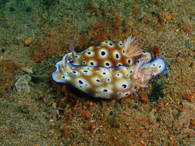 Gerçek deniz salyangozları, Filipinler, Luzon Adası, Anilo