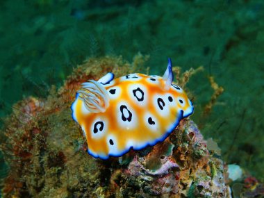 Gerçek deniz yaratığı, Filipinler, Luzon Adası, Anilo