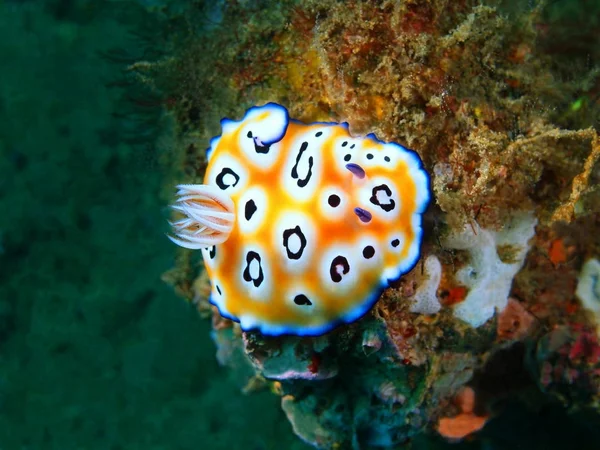 True sea slug, Filippine, Isola di Luzon, Anilo — Foto Stock