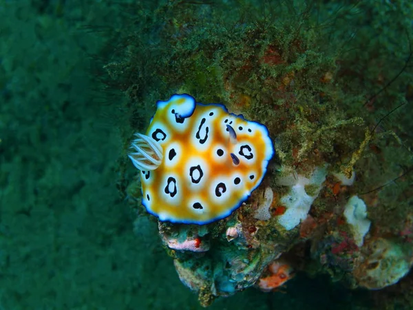 Настоящий морской шлюх, Филиппины, остров Лусон, Антарктида — стоковое фото