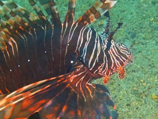 Skorpionfische, Philippinen, Insel Luzon, Anilo — Stockfoto