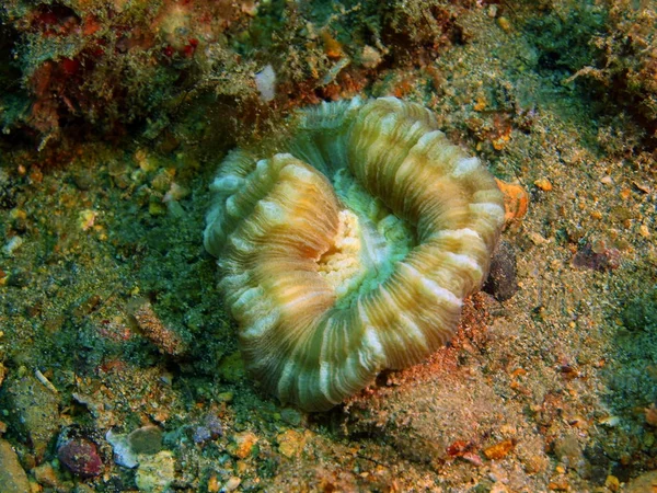 石珊瑚，菲律宾吕宋岛，阿尼洛 — 图库照片