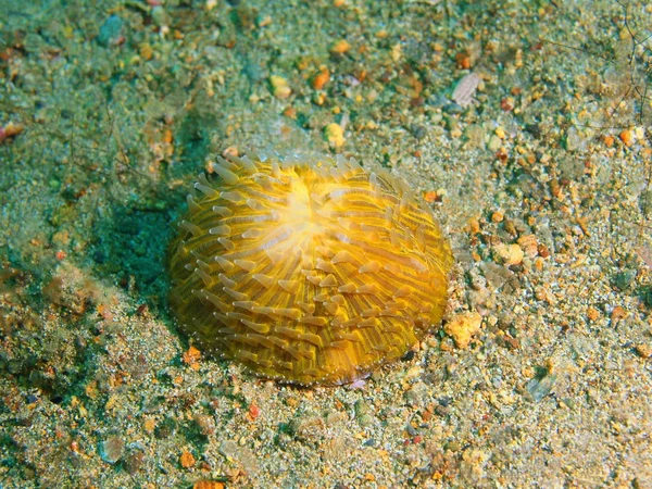 Corallo di pietra, Filippine, Isola di Luzon, Anilo — Foto Stock