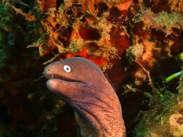 Moray anguila, Filipinas, Isla Luzón, Anilo — Foto de Stock