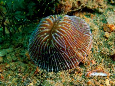 Taş mercan, Filipinler, Luzon Adası, Anilo