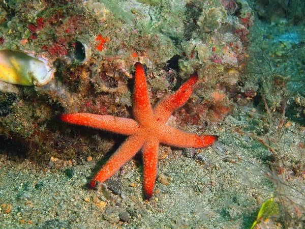 Deniz yıldızı, Filipinler, Luzon Adası, Anilo — Stok fotoğraf