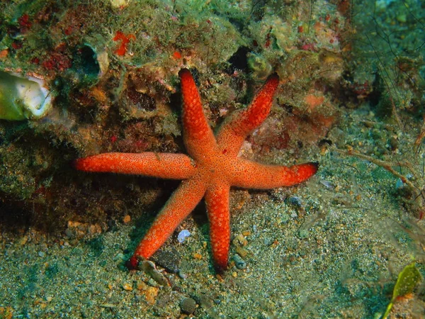 Starfish, Filippine, Isola di Luzon, Anilo — Foto Stock