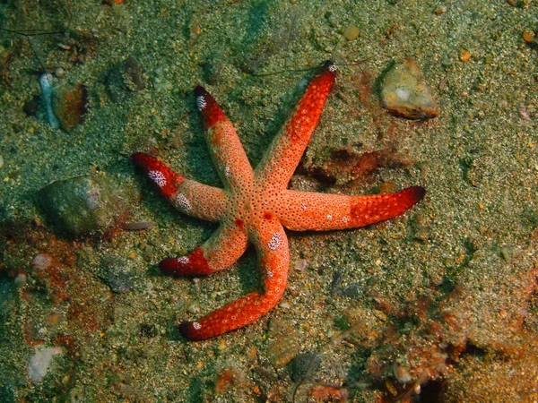 Starfish, Filipinas, Ilha de Luzon, Anilo — Fotografia de Stock