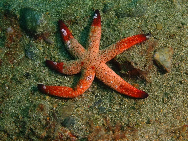 Deniz yıldızı, Filipinler, Luzon Adası, Anilo — Stok fotoğraf