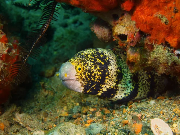 Enguia de Moray, Filipinas, Ilha de Luzon, Anilo — Fotografia de Stock