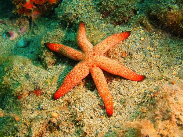 Deniz yıldızı, Filipinler, Luzon Adası, Anilo — Stok fotoğraf