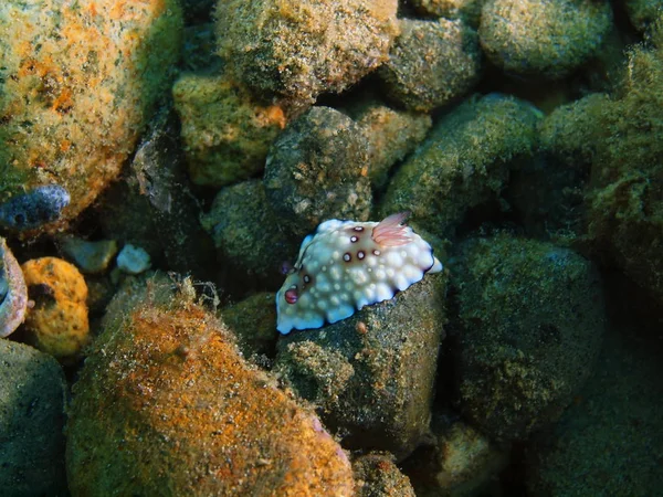 True sea slug, Philippines, Luzon Island, Anilo — Stock Photo, Image