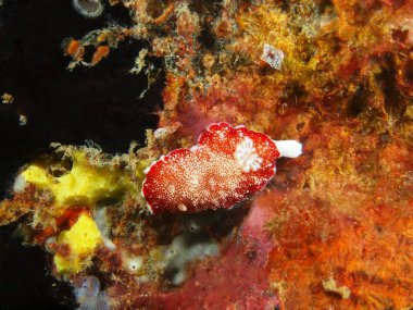 Gerçek deniz yaratığı, Filipinler, Luzon Adası, Anilo