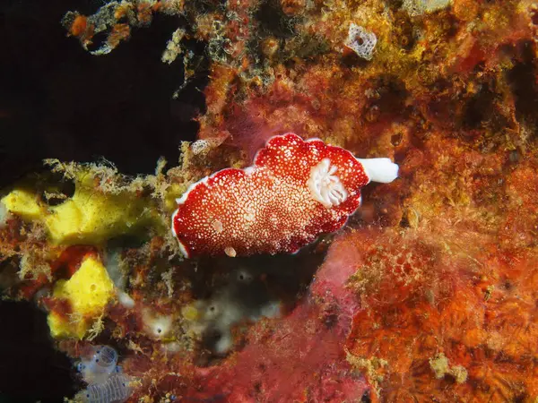 Benar laut siput, Filipina, Luzon Island, Anilo — Stok Foto