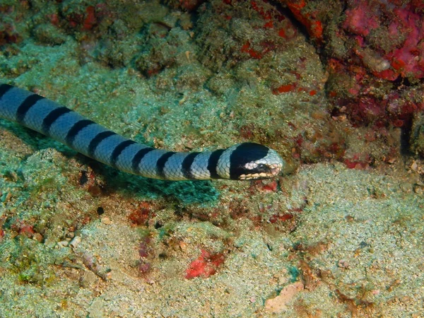 海蛇、フィリピン、ルソン島 Anilo — ストック写真