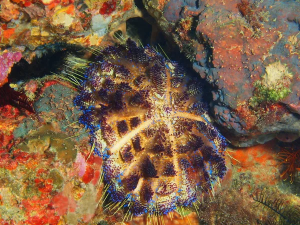 Mořský ježek, Filipíny, ostrov Luzon, Anilo — Stock fotografie