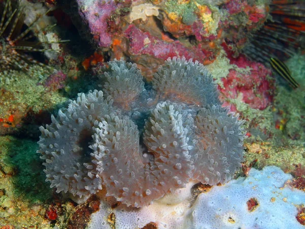 Stenen koraal, Filippijnen, eiland Luzon, Anilo — Stockfoto