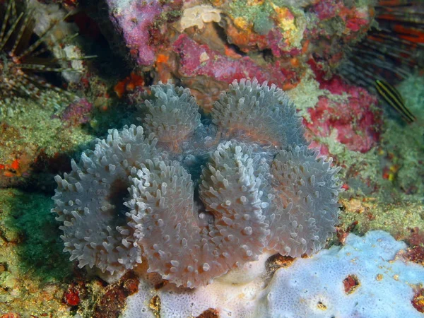 Coral de pedra, Filipinas, Ilha de Luzon, Anilo — Fotografia de Stock