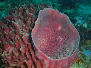 Demosponge, Filipinler, Luzon Adası, Anilo