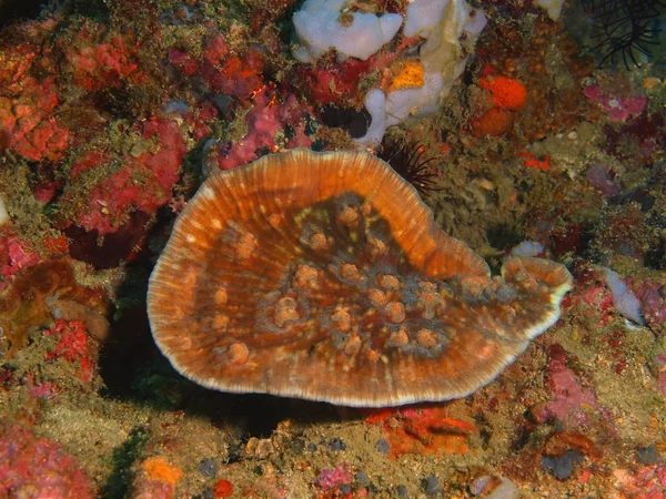 Coral de pedra, Filipinas, Ilha de Luzon, Anilo — Fotografia de Stock