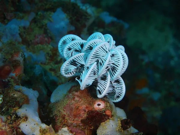 Crinoid, Filipíny, ostrov Luzon, Anilo — Stock fotografie