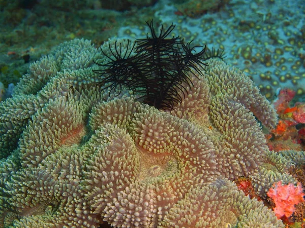 Каменные кораллы, Филиппины, остров Лусон, Анапа — стоковое фото
