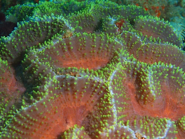 Stone korall, Filippinerna, Luzon Island, Anilo — Stockfoto